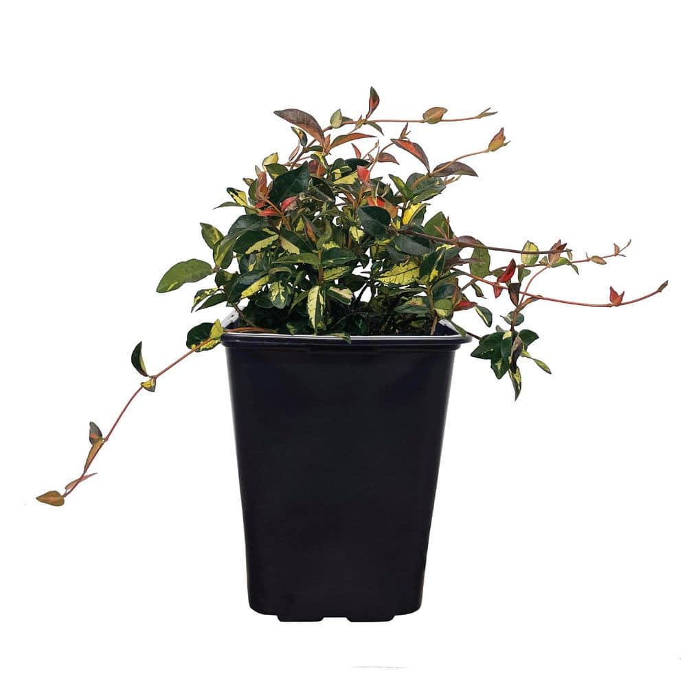 nature-s-way-farms-shrubs-