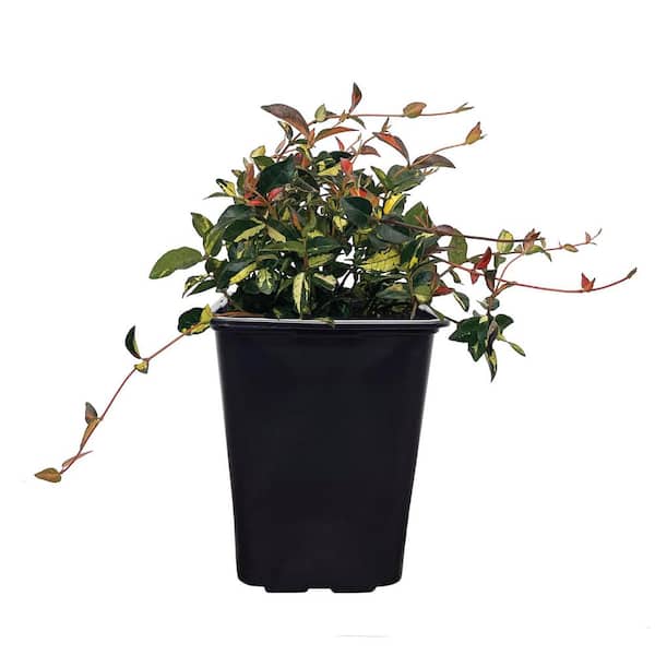 NATURE'S WAY FARMS 2 qt. Summer Sunset Minima Jasmine Flowering