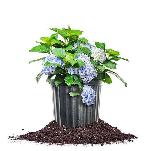 定番品】ドナルド・サルタン 「hydrangea in a green pot