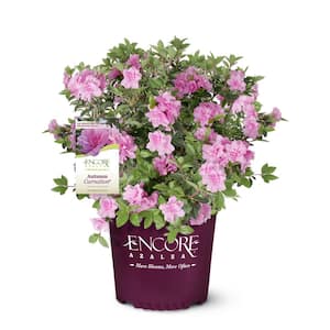 5 Gal. Autumn Carnation Azalea Shrub with Ruffled Pink Blooms and Rich Green Foliage