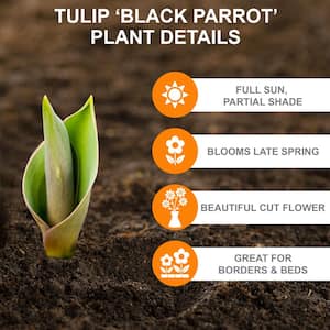 12/+ cm, Black Parrot Tulip Flower Bulbs (Bag of 25)