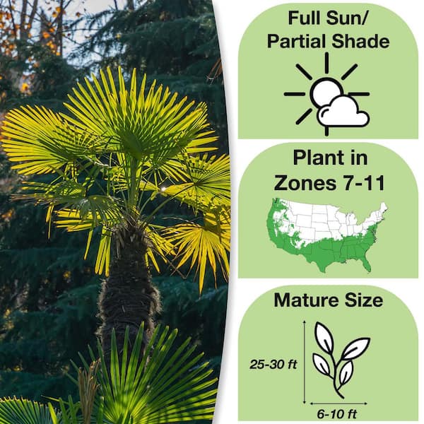 Windmill Palm Tree in 3 Gal. Grower's Pot