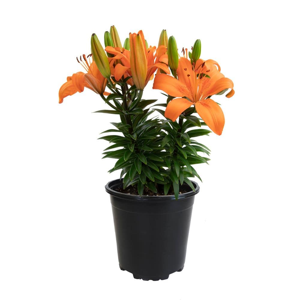 ALTMAN PLANTS Marietta Assorted Mix Asiatic Lily Plant #11