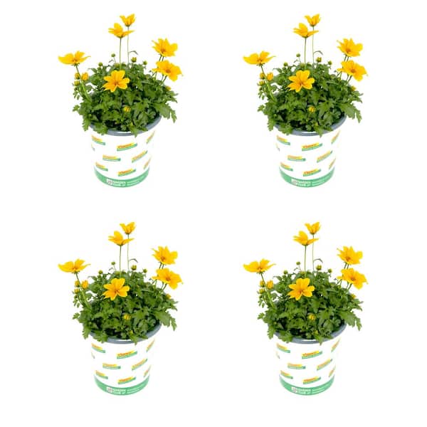 Annual Bidens Yellow 1.0 QT - 4 Pack