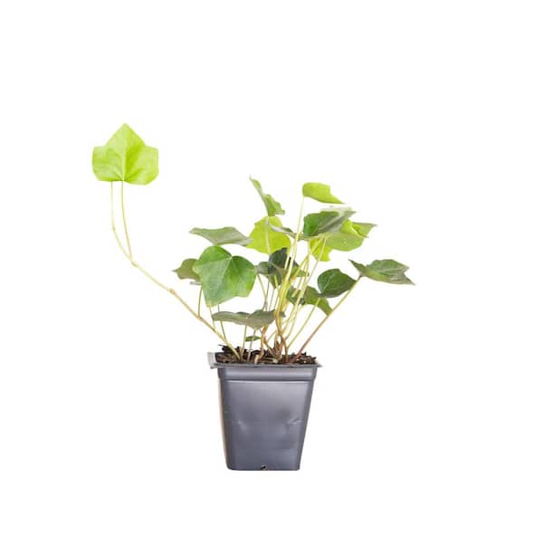 English Ivy 3 1/4 in. Pots (18-Pack) - Live Groundcover Vine