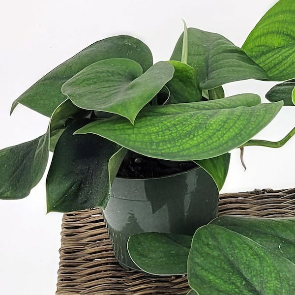 where to buy monstera plant Monstera Deliciosa Plant main image 0