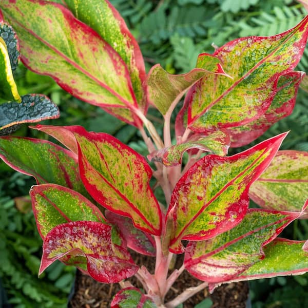 national PLANT NETWORK 4 in. Aglaonema Aurora Siam Chinese