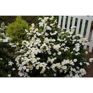 2 Gal. Echo Heaven Scent Gardenia, Live Evergreen Shrub, Boxwood-Like Dense Small Leaves, White Fragrant Blooms