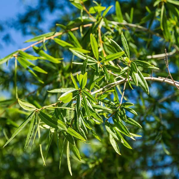 national PLANT NETWORK 2.25 Gal. Deciduous Willow Oak Tree