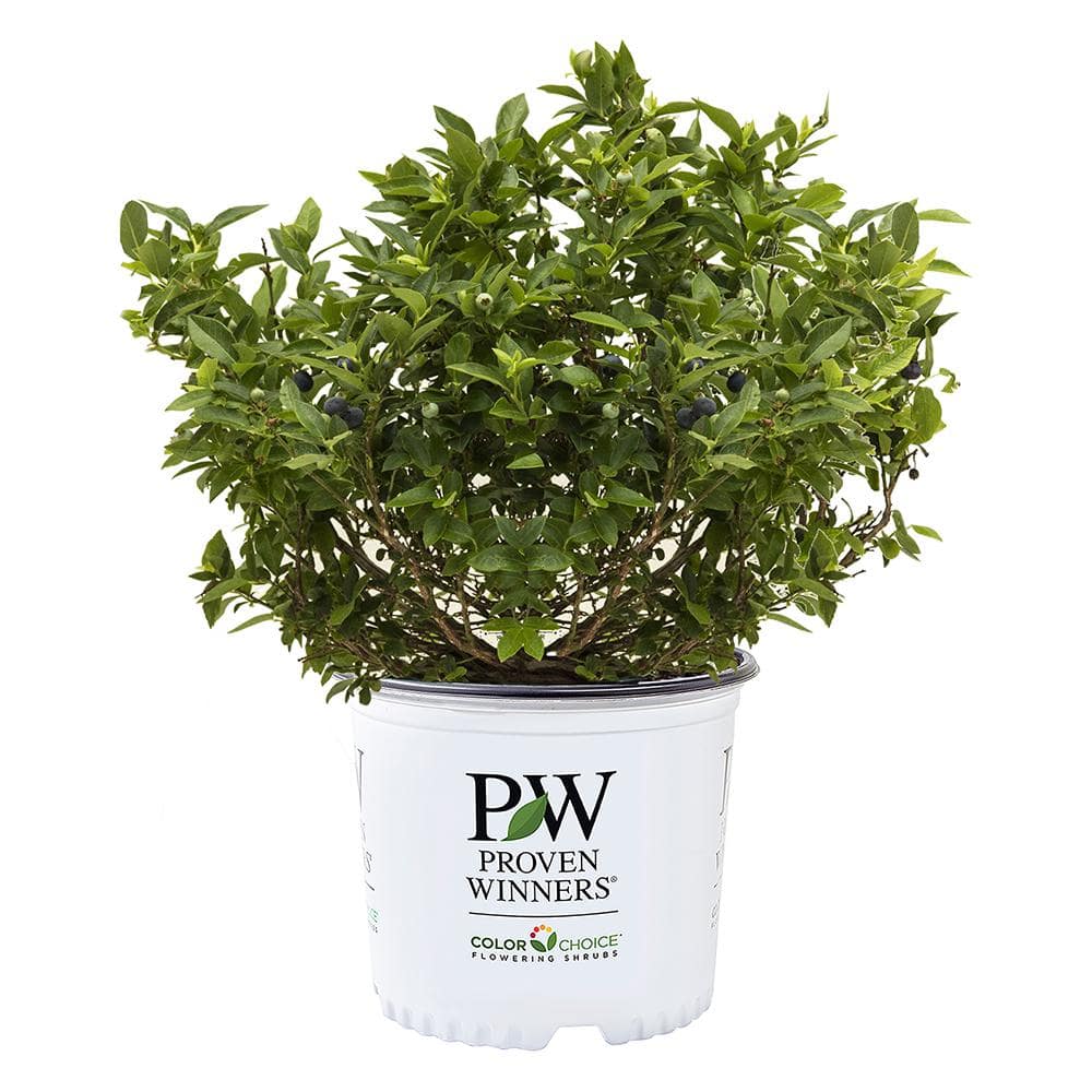 2 Gal. Splendid Blue Blueberry Shrub price history on PriceWatchPro