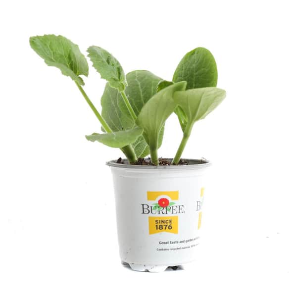 3.5 in. Golden Squash Plant (4-Pack)