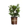 SOUTHERN LIVING 2.5 Qt. Jubilation Gardenia, Live Evergreen Shrub, White Fragrant Blooms 2096Q