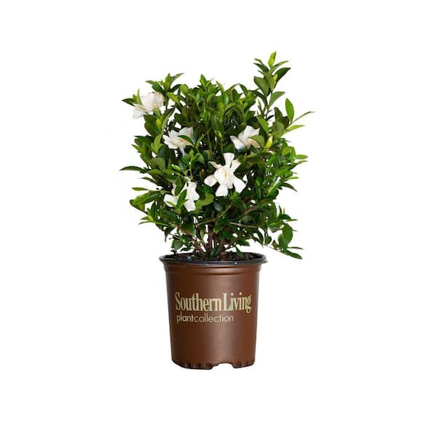 2.5 Qt. Jubilation Gardenia, Live Evergreen Shrub, White Fragrant Blooms