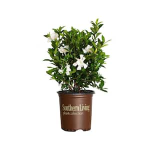 2.5 Qt. Jubilation Gardenia, Live Evergreen Shrub, White Fragrant Blooms