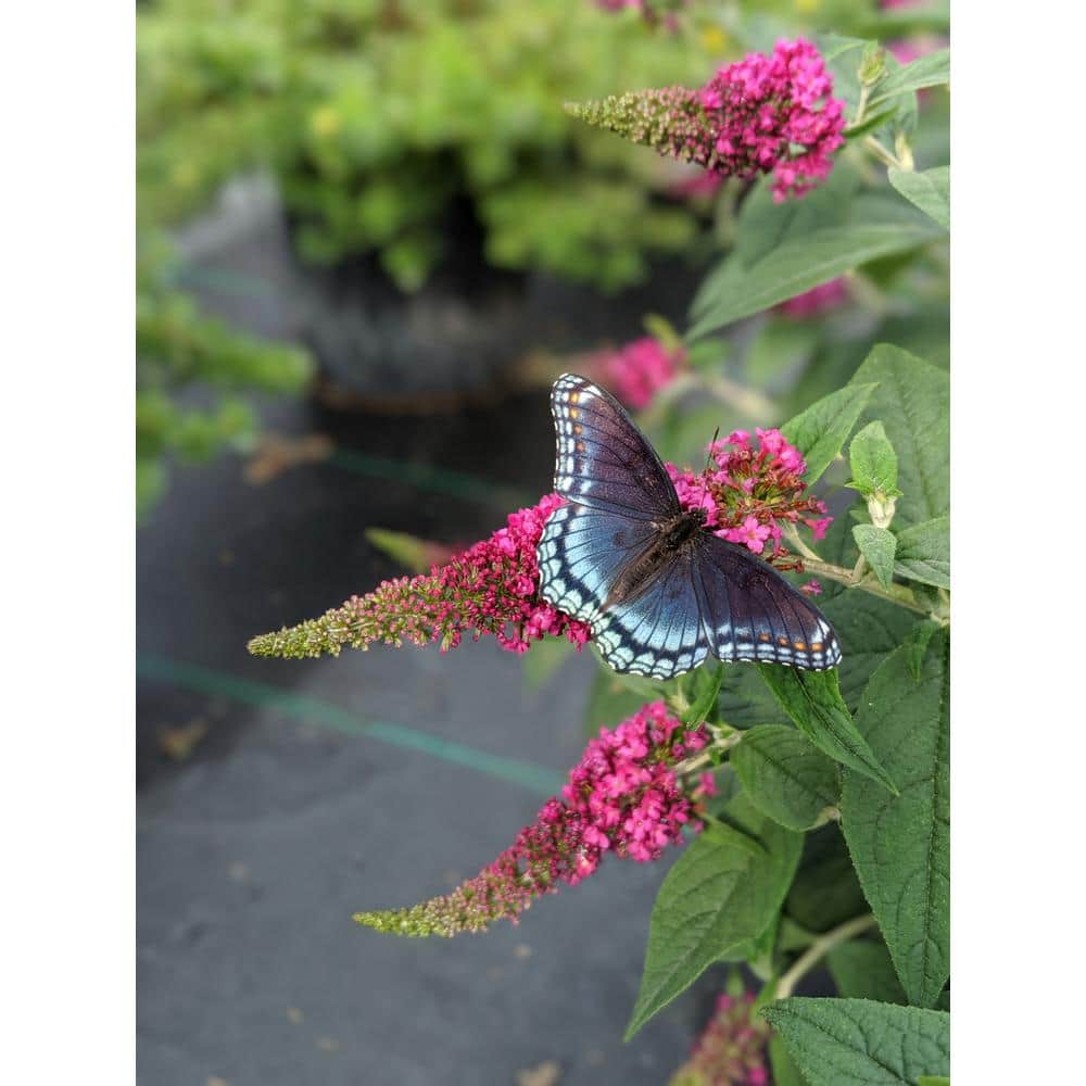 4.5 in. Ruby Chip Butterfly Bush with Magenta-Ruby Flowers