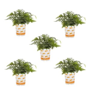 1.5 Pt. Fern Hardy Japanese Painted Perennial Plant (5-Pack)