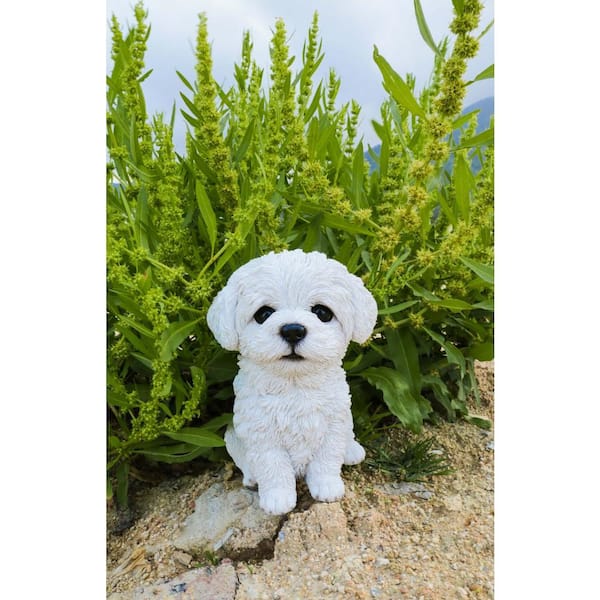 maltese_8314ページ(ざんてい) It's called standing on business, learn about it👍🏼