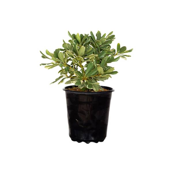 FLOWERWOOD 2.5 qt. Variegated Pittosporum (Japanese Mock Orange) Live Evergreen Shrub with Green and White Variegated Foliage