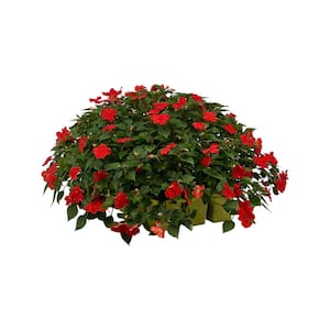 18-Pack Beacon Red Impatiens Outdoor Annual Plant with Red Flowers in 2.75 In. Cell Grower's Tray