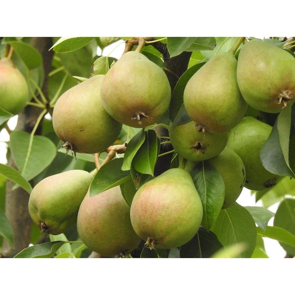 bartlett pear tree leaves