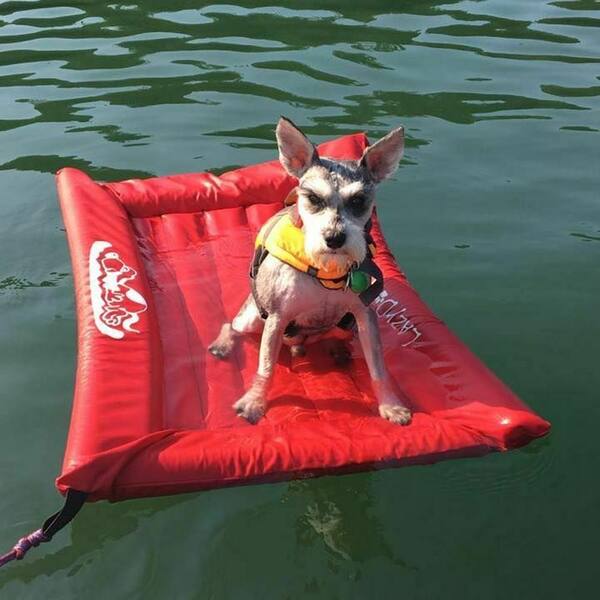 lazy dog lounger pool float