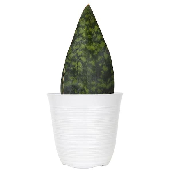 Live Whale Fin Sansevieria masoniana Plant Exotic Houseplant in 6 inch White Decor Pot