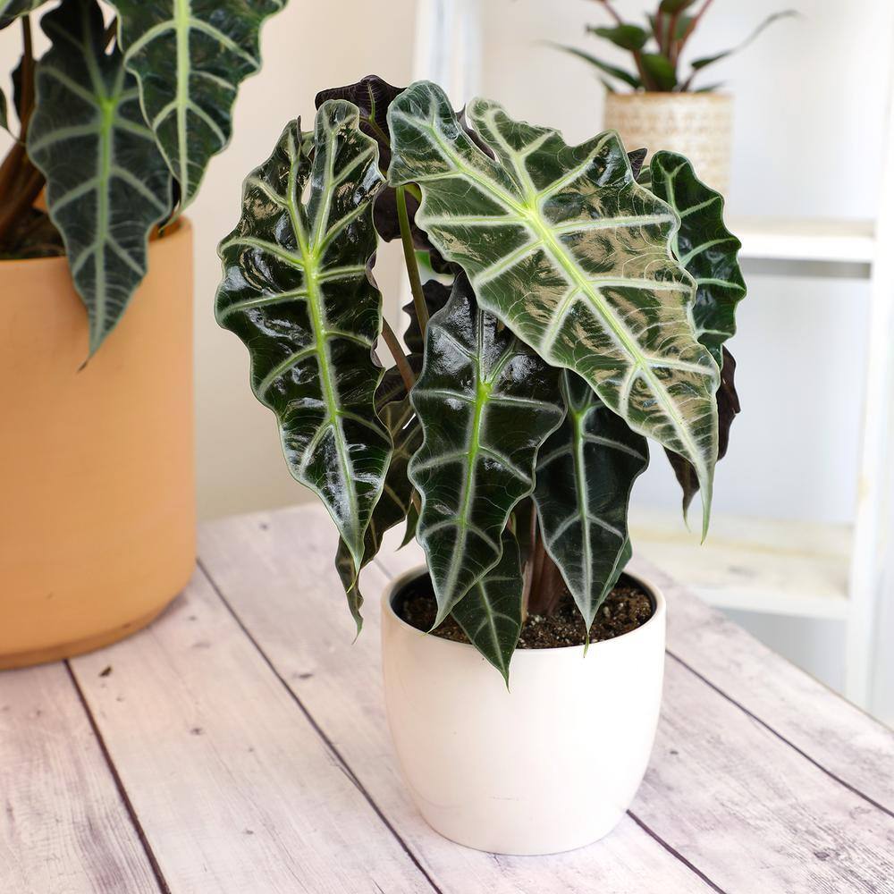Alocasia Polly 24" Indoor/Outdoor Plant in Black Plastic Pot