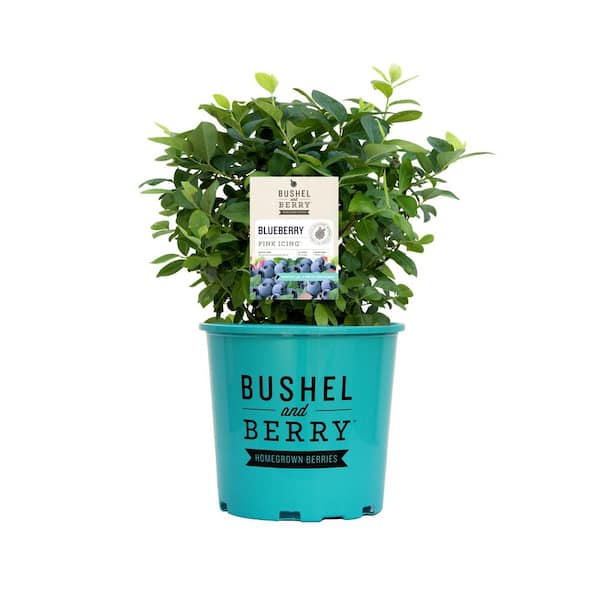 1 Gal. Bushel and Berry Pink Icing Blueberry Live Plant