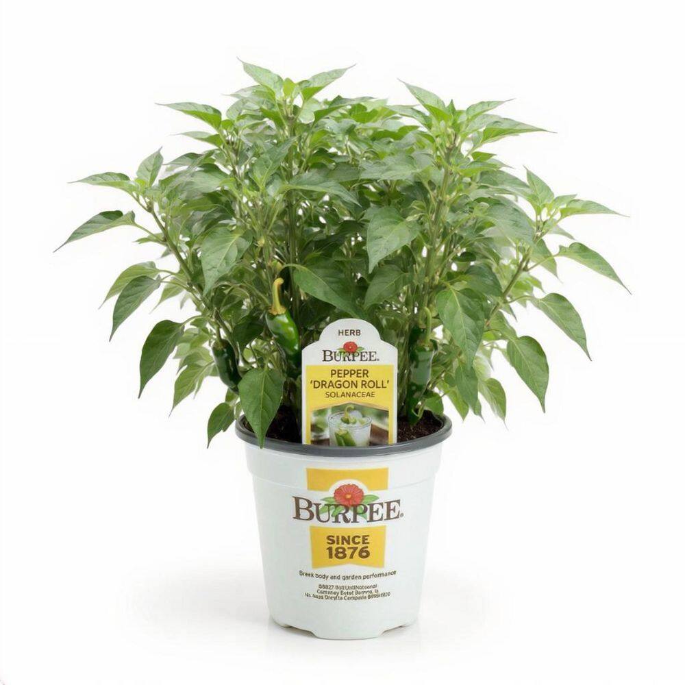 Pure Beauty Farms 4.5 in. Pot Burpee Pepper Dragon Roll Solanaceae Pure Beauty Farms 4.5 in. Pot Burpee Pepper Dragon Roll Solanaceae