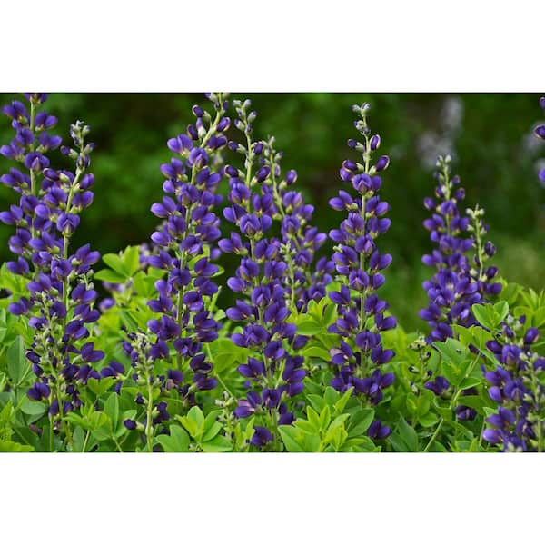 PROVEN WINNERS 3 Gal. Sparkling Sapphires Baptisia Live Perennial Plant (1-Pack)
