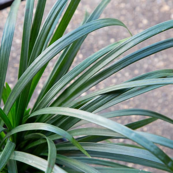 2.5 Qt. Super Blue Lily Turf (Liriope) Grass with Violet Purple Flower Spikes in Summer