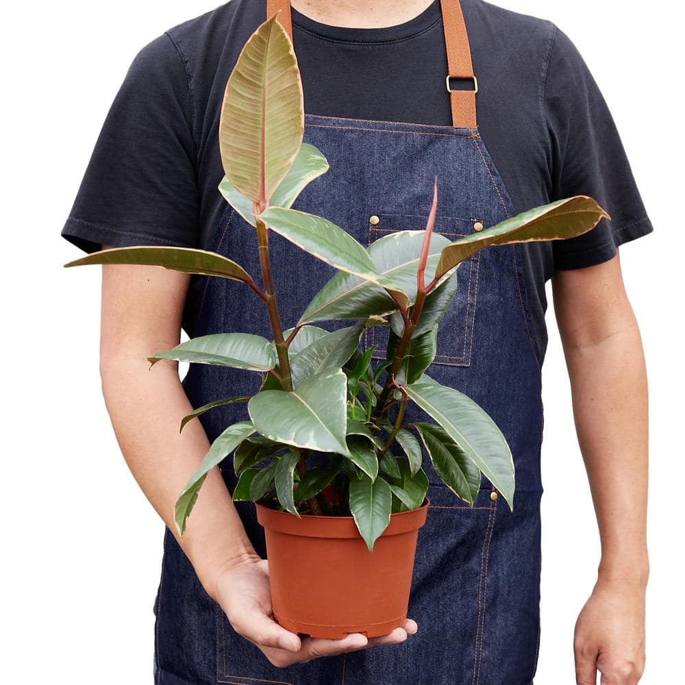 House Plant Shop House Plant Shop Live Ficus Plant