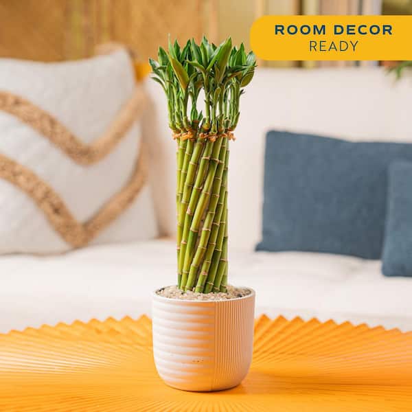 Grower's Choice Small Lucky Bamboo Indoor Plant in 3.4 in. White Decor Planter, Avg. Shipping Height 1-2 ft. Tall