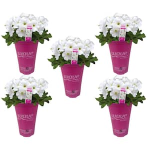 4.5 qt. Wave Petunia Annual Plant with White Flowers (5-Pack)