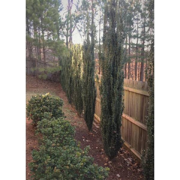 2 5 Qt Sky Pencil Japanese Holly Ilex Live Plant Upright Growth Habit 3120q The Home Depot
