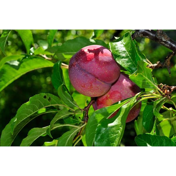 3 ft. Satsuma Fruiting Plum Tree