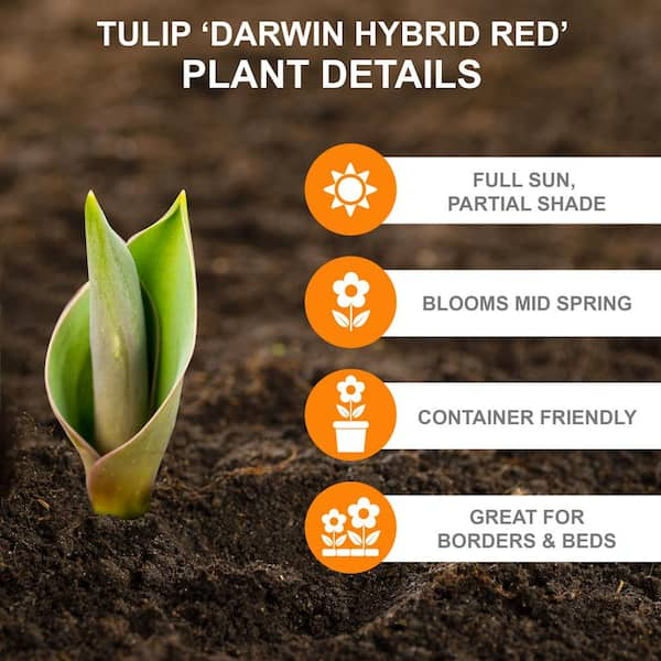 Garden State Bulb 12/+ cm Tulip Bulbs Darwin Hybrid Red Collection