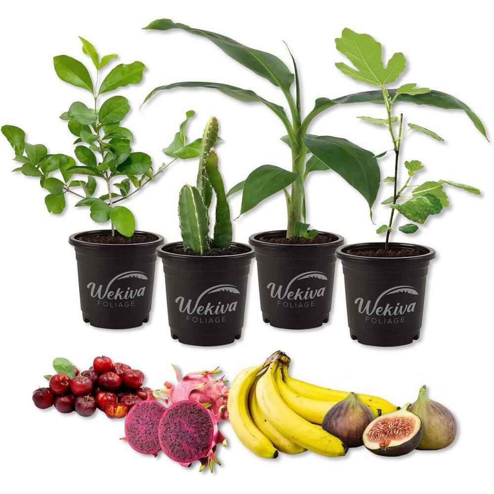 Fruit Fiesta Variety (Pack-4) Live Plants in 4 Inch Pots-One Each of Banana, Dragon Fruit, Barbados Cherry, Fig Tree price history on PriceWatchPro