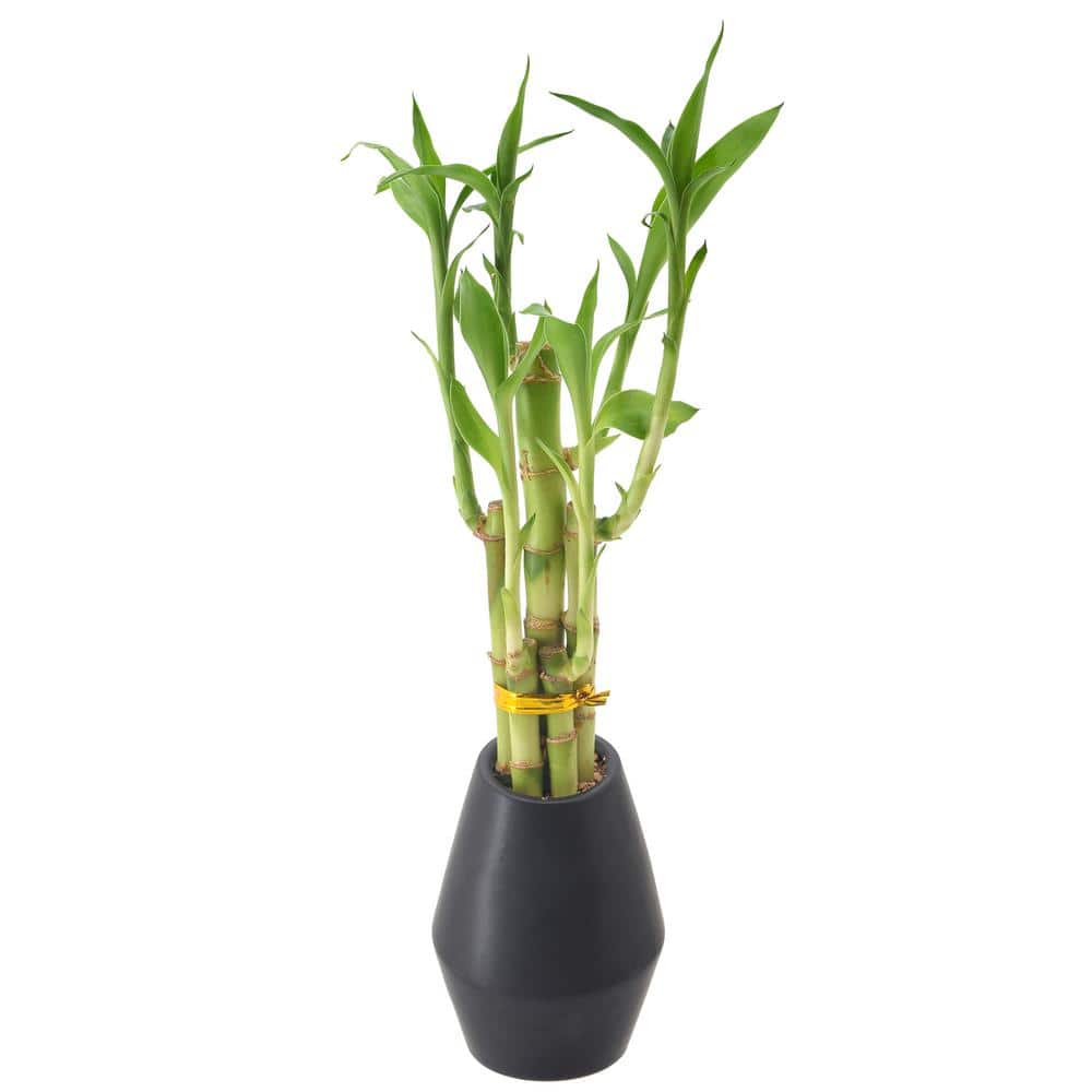 3-1/2 in. 5-Stem Lucky Bamboo Dimensions II Black Ceramic Planter price history on PriceWatchPro