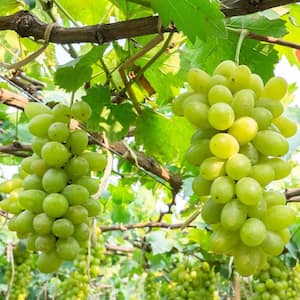 #2 Container Thompson Seedless Grape Vine Plant