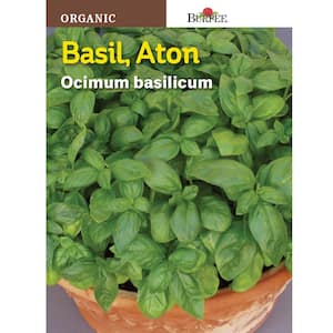 Herb Basil Aton Organic Seed