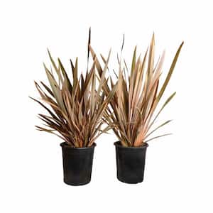#5 Container Rainbow Queen New Zealand Flax Perennial Plant (2-Pack)