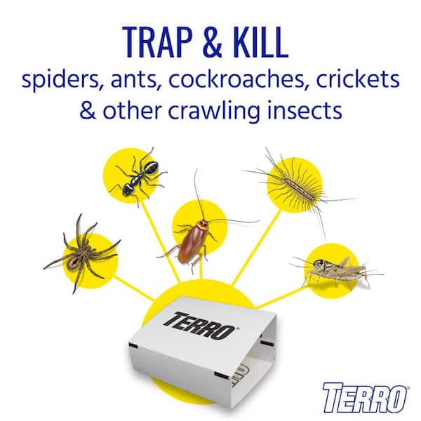 Flying Insect Traps Gnat 12pcs Sticky Trap Sticky Bug Traps Paper For Indoor  Au