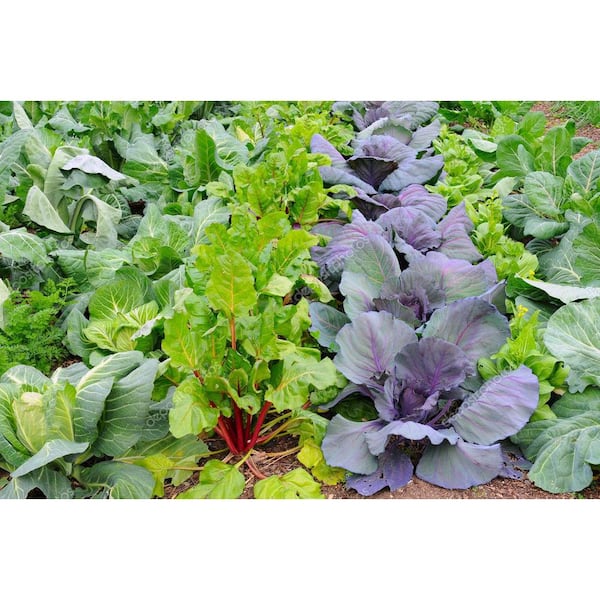 Readi Soil 8 Qt. 100% Organic Worm Castings Seed Starter Readi Soil 8 Qt. 100% Organic Worm Castings Seed Starter