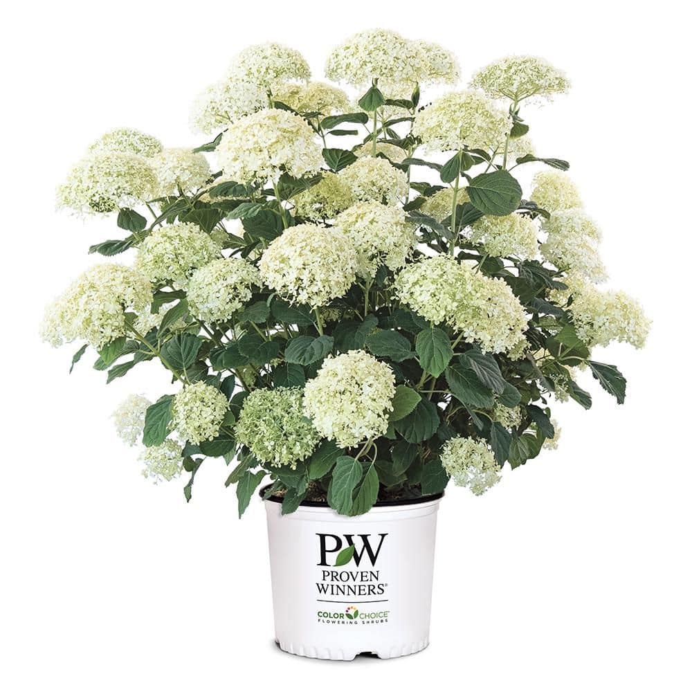 FIRST EDITIONS 5 Gal. Incrediball Storm Proof Hydrangea Shrub