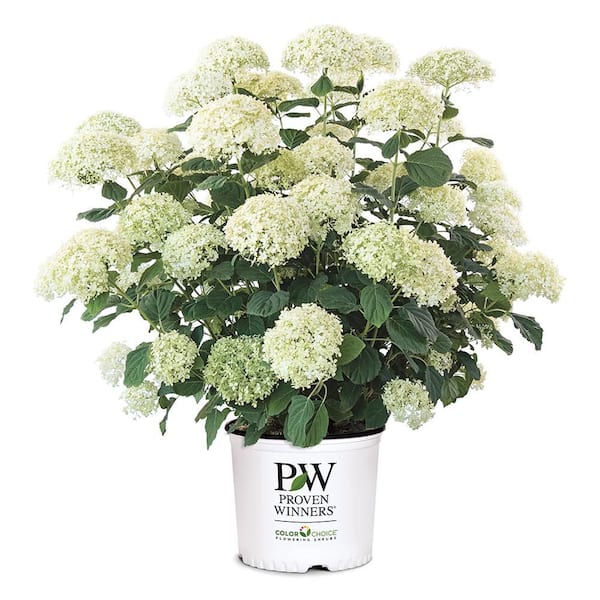 5 Gal. Incrediball Storm Proof Hydrangea Shrub