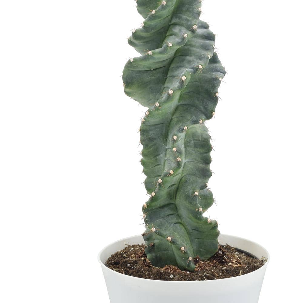 6-Inch Green Spiral Cactus in White Plastic Pot