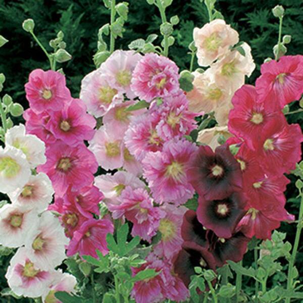 Unbranded Hollyhock Mixed Bare Root Dormant Plants (12-Pack)