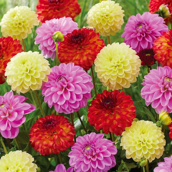 Garden State Bulb Dahlia Decorative Mixed Live Flower Tubers (Bag of 4)