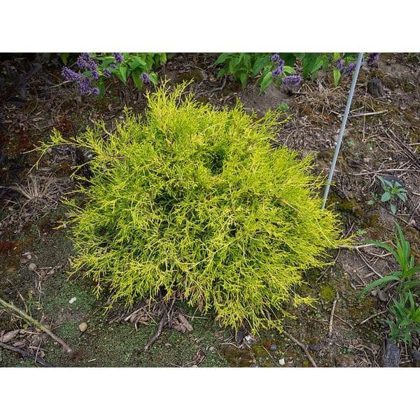 1 Gal. Sungold Cypress Shrub with Unique Finely Textured Yellow Foliage